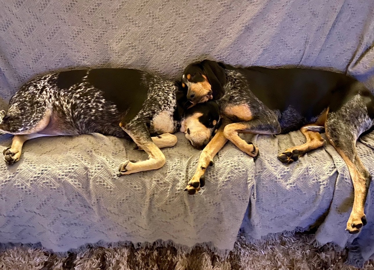 DOGS.JPEG