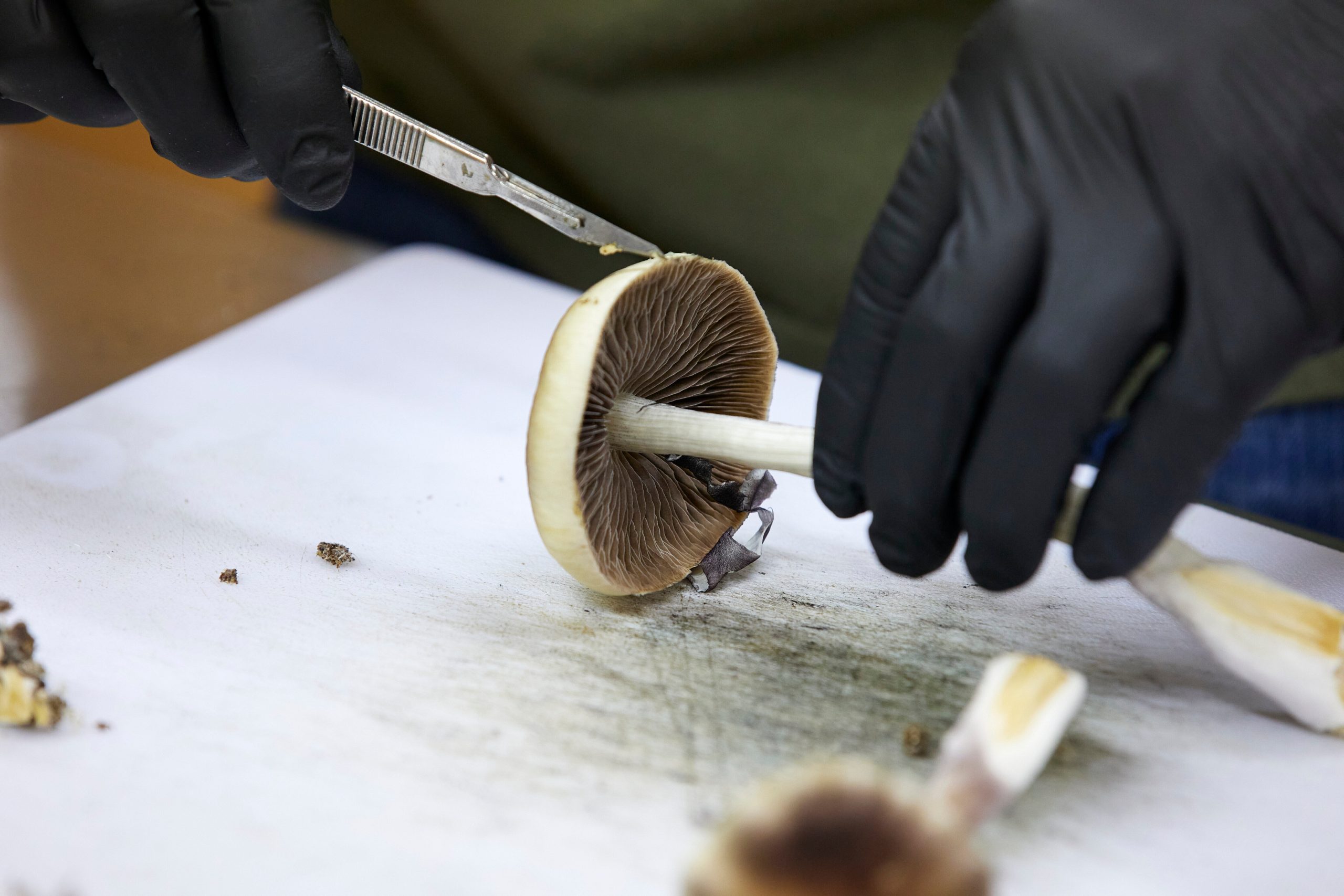 Psychedelics-FDA