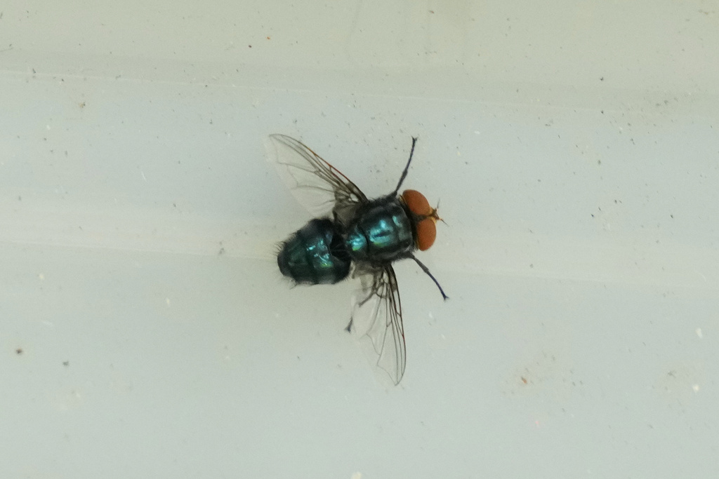 Mexico Screwworm
