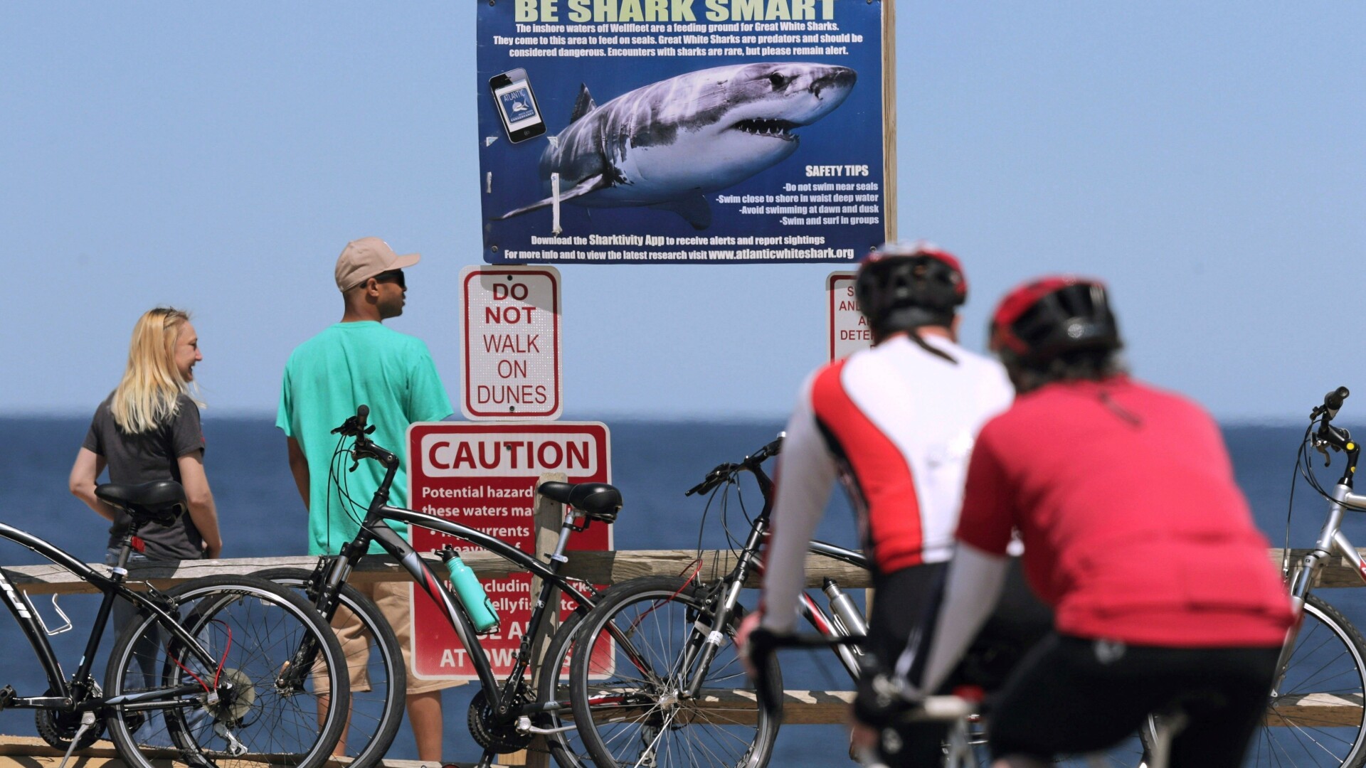 Federal Shark Alerts