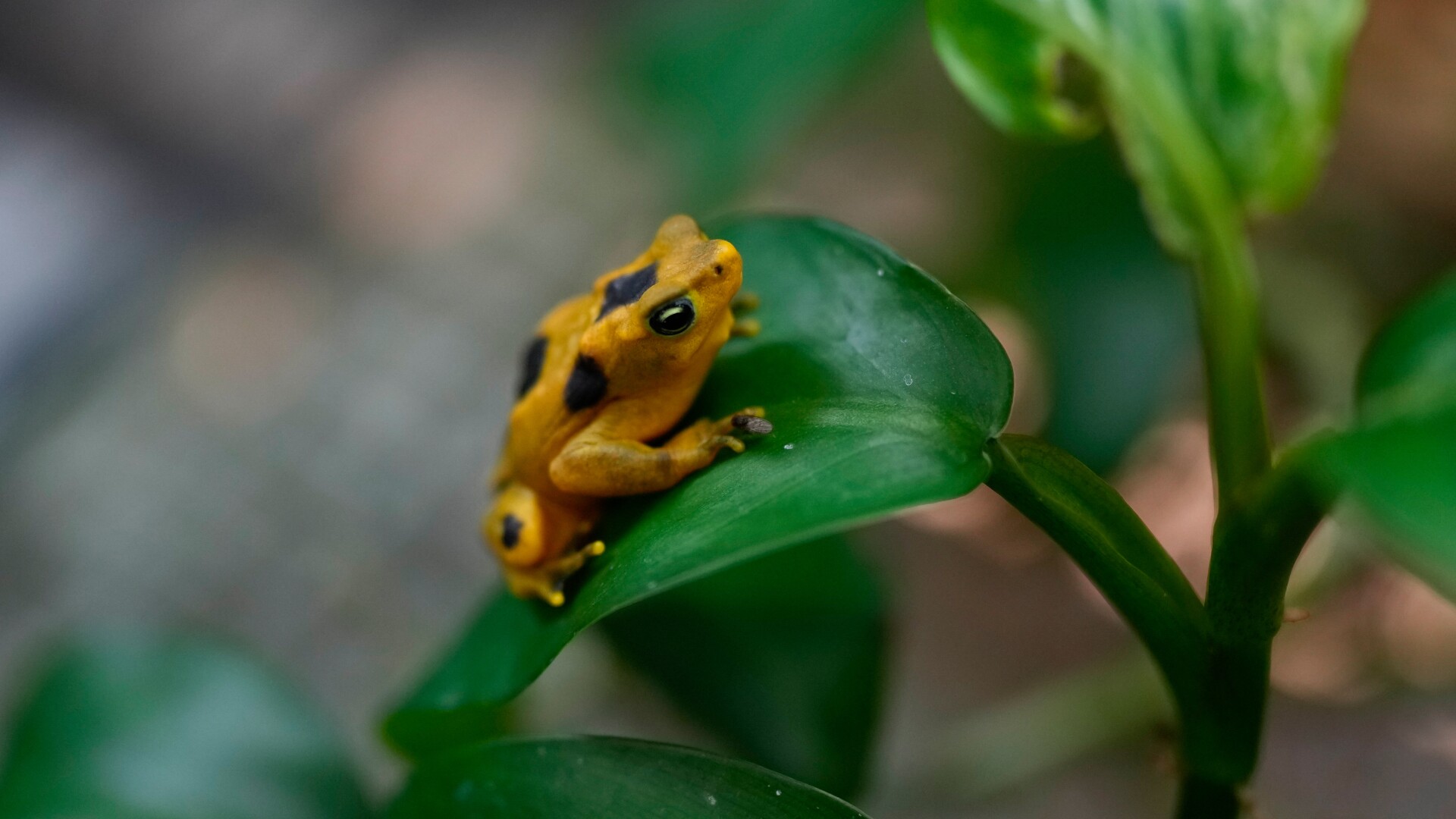 Panama Golden Frog
