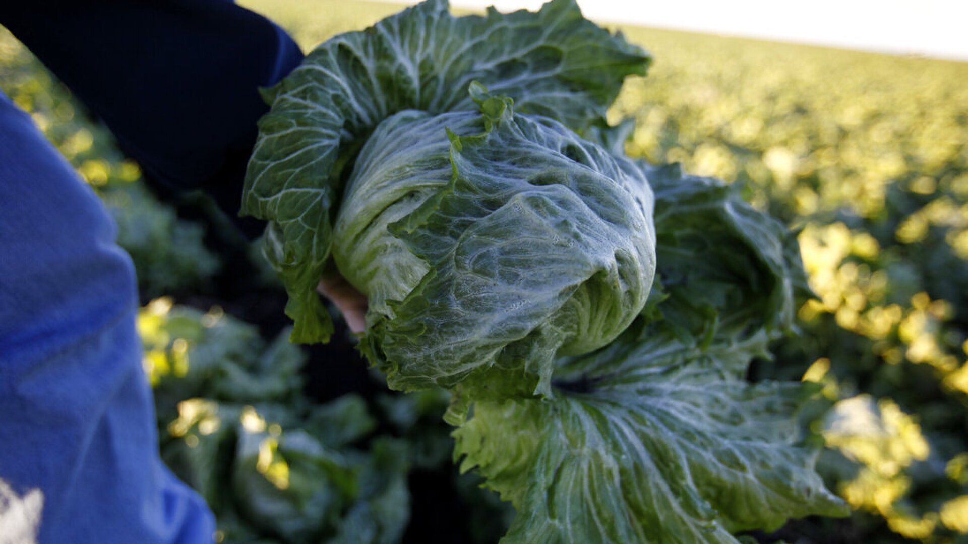 Cold Florida Crops