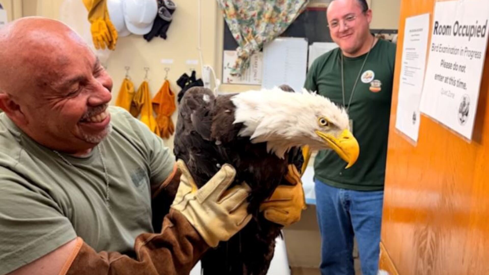 KCALKCBSRescuedEagle.JPG
