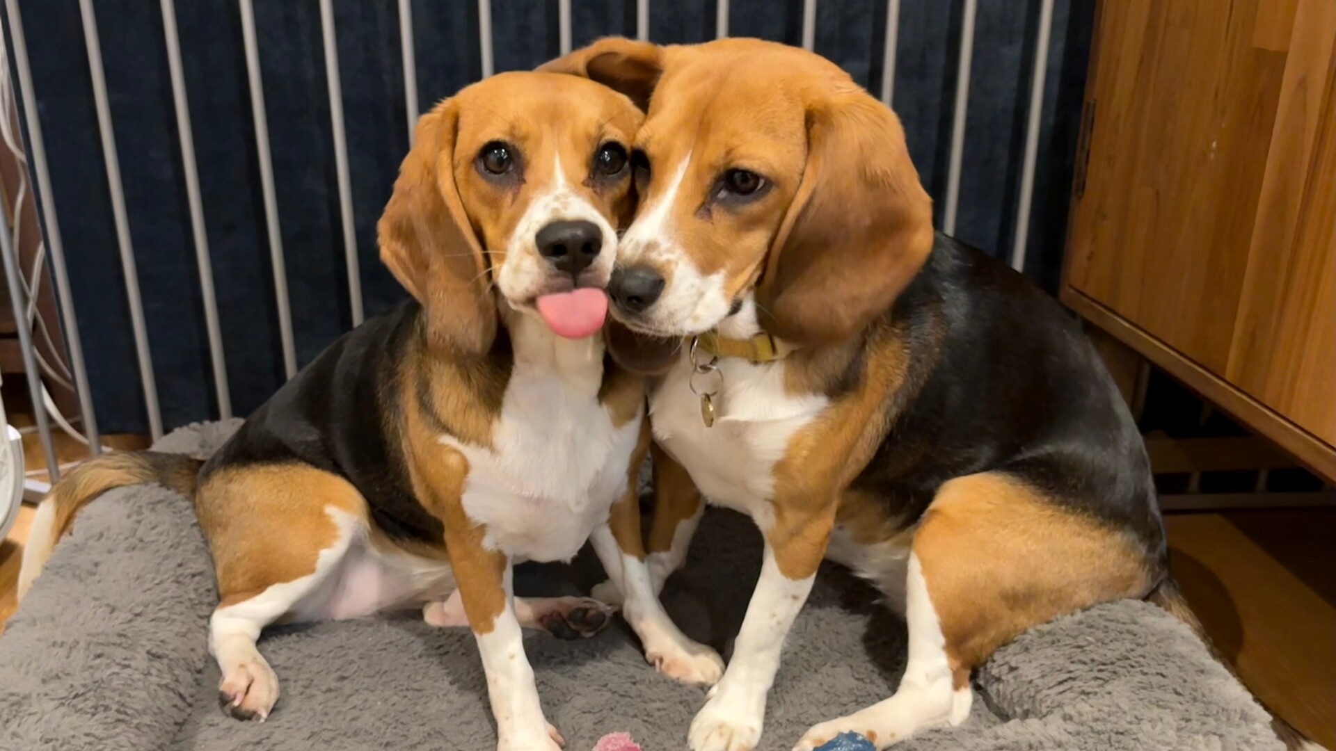 Gene-Edited Hypoallergenic Dogs