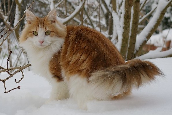 PHOTOS | 20 rare cat breeds you’ve probably never seen before 🐈