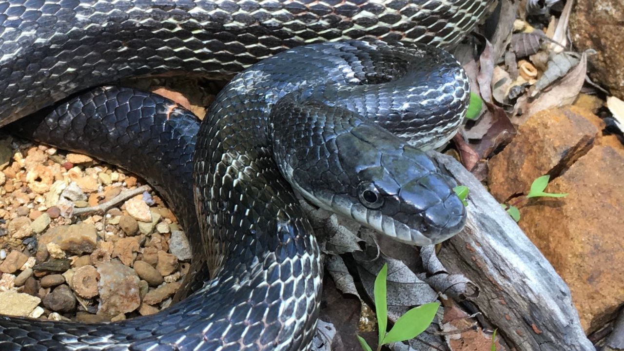 PHOTOS | 10 most common snakes you may encounter in Indiana