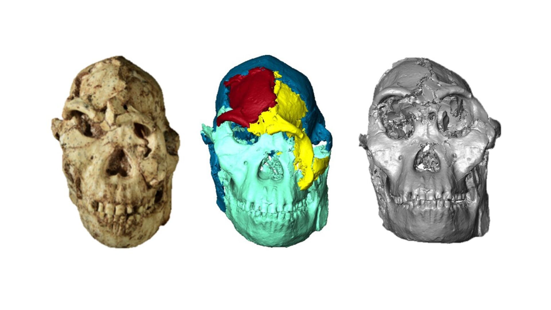 Little Foot's skull