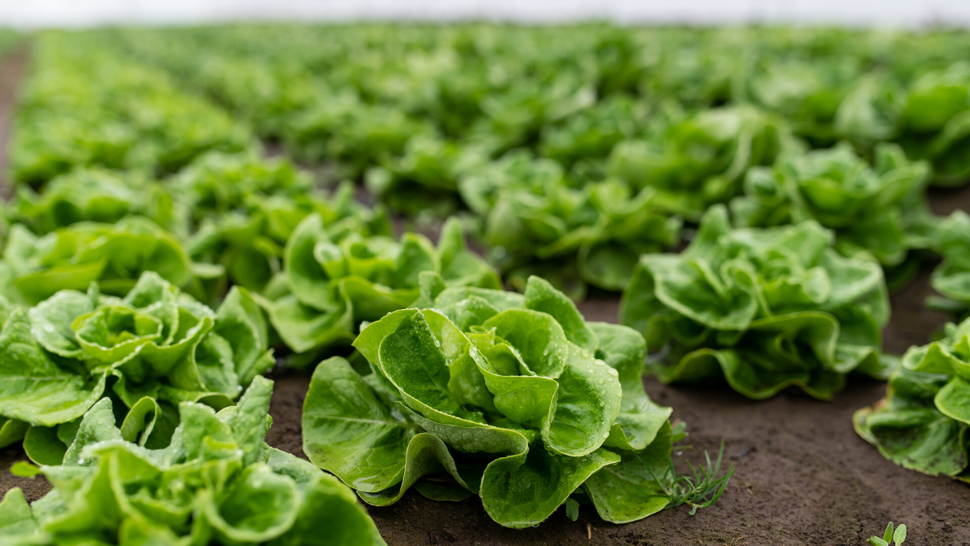 Fresh,Organic,Lettuce,In,A,Rural,Greenhouse.,Rows,Of,Lettuce