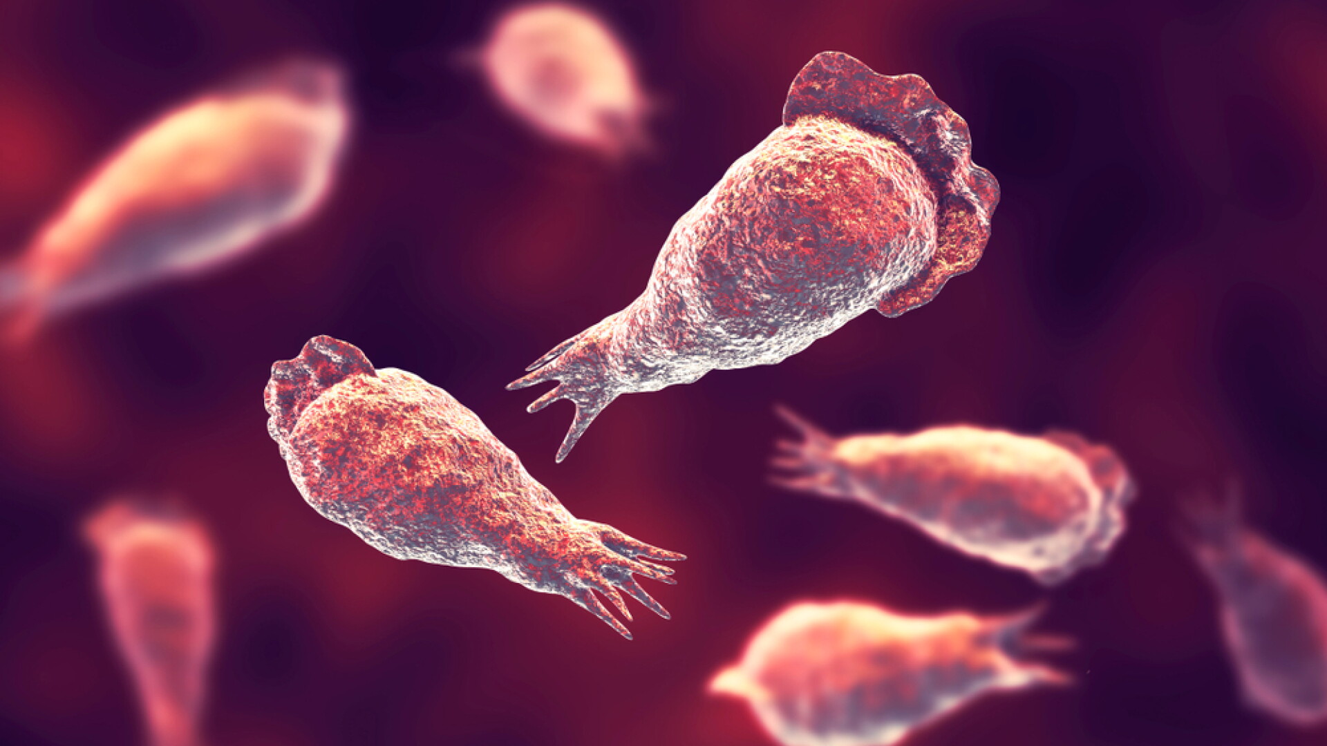 Brain-eating amoeba illustration