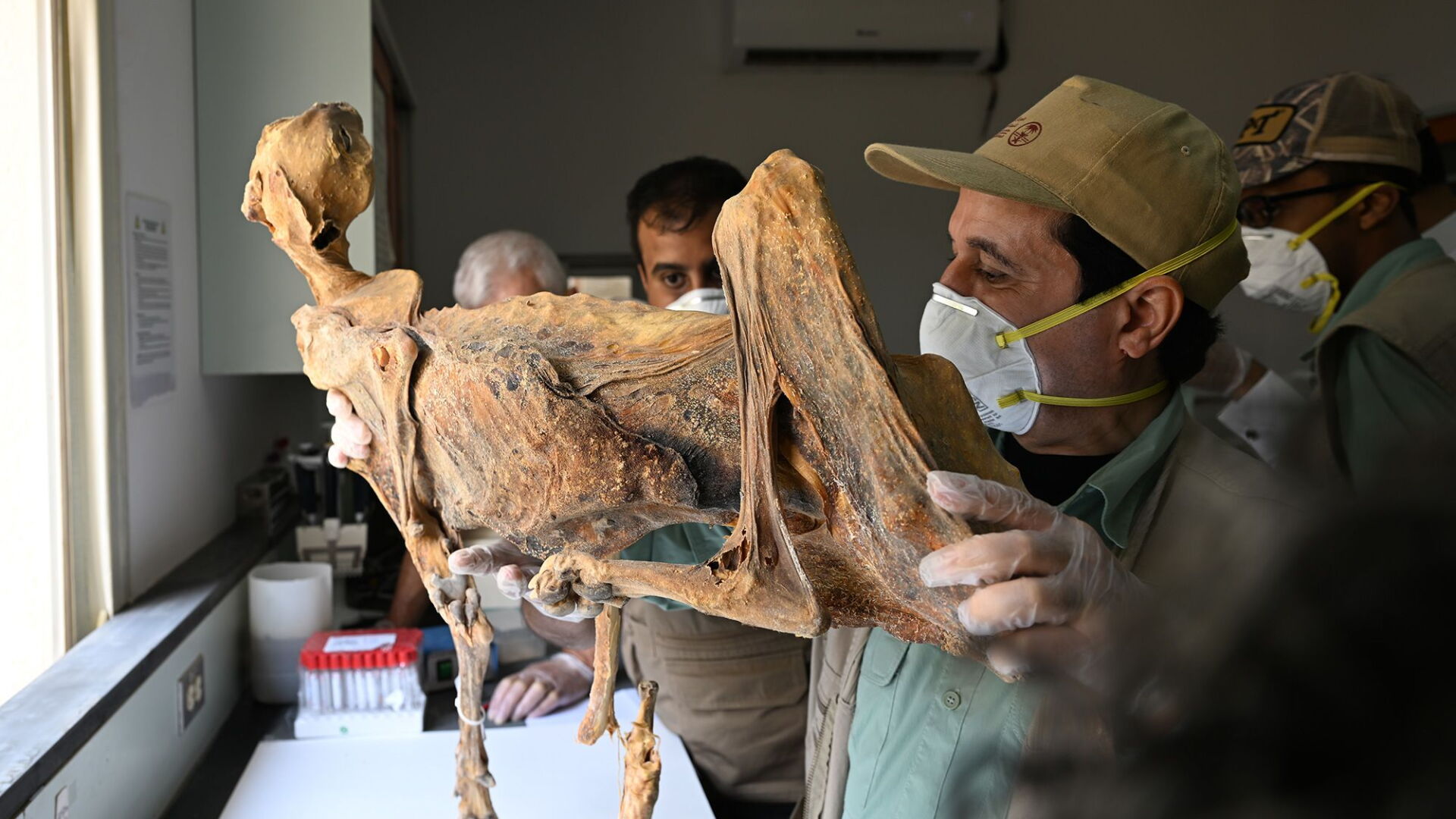Researchers examine a mummified cheetah.