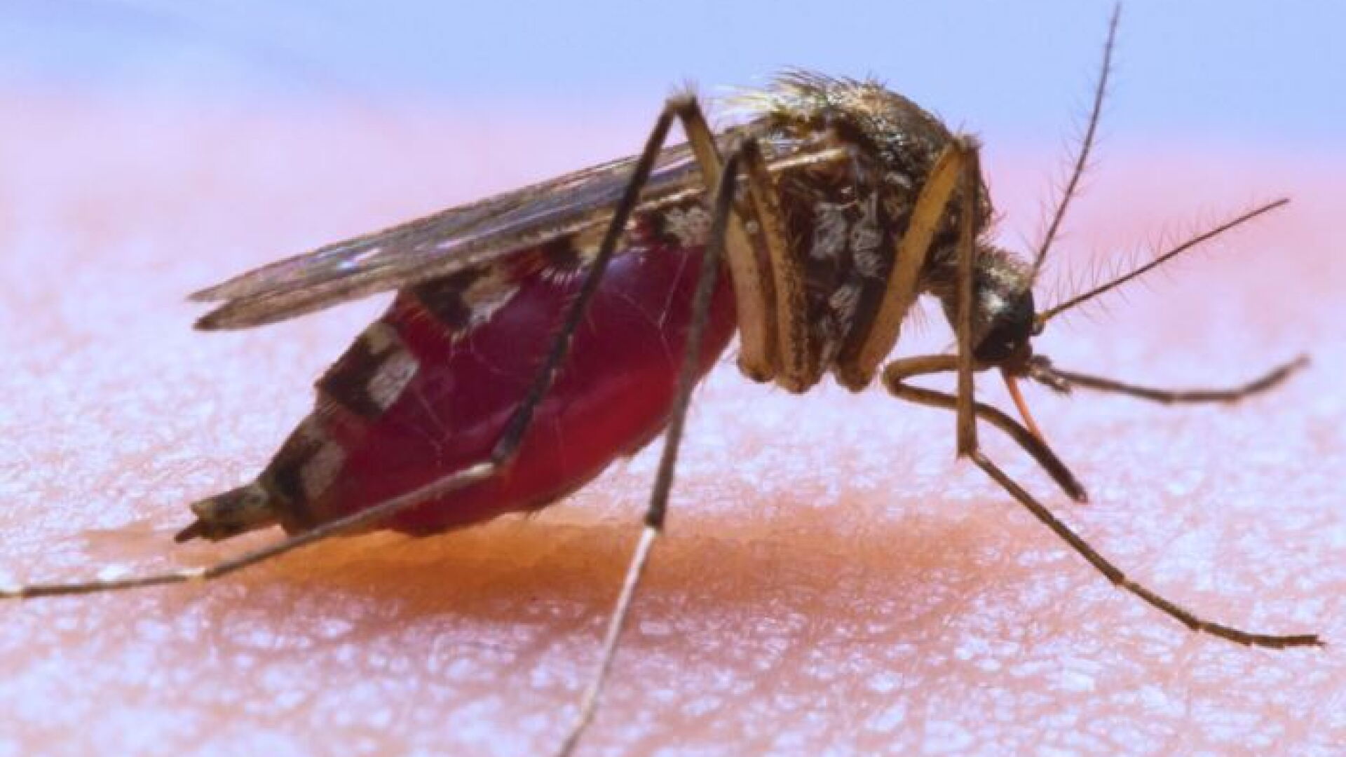 Monroe County, Indiana, Health Department Mosquito.jpg