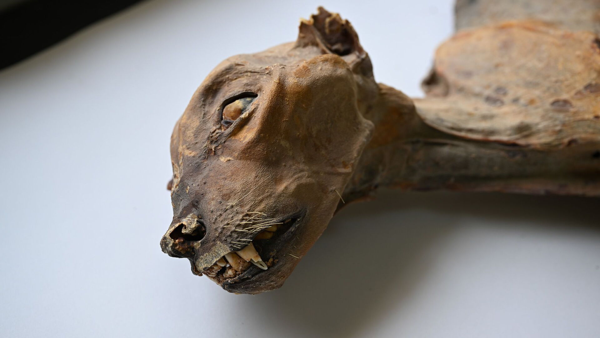 Mummified cheetah