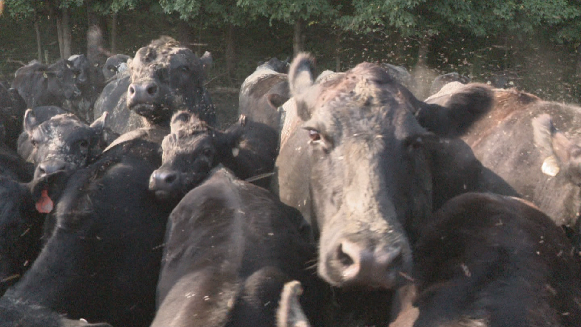 BROCK BEEF PKG_frame_1924.png